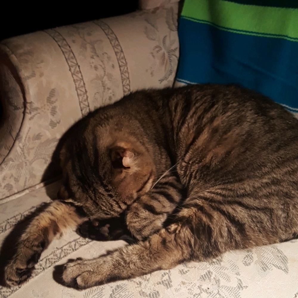 Meet your Posher, Patty